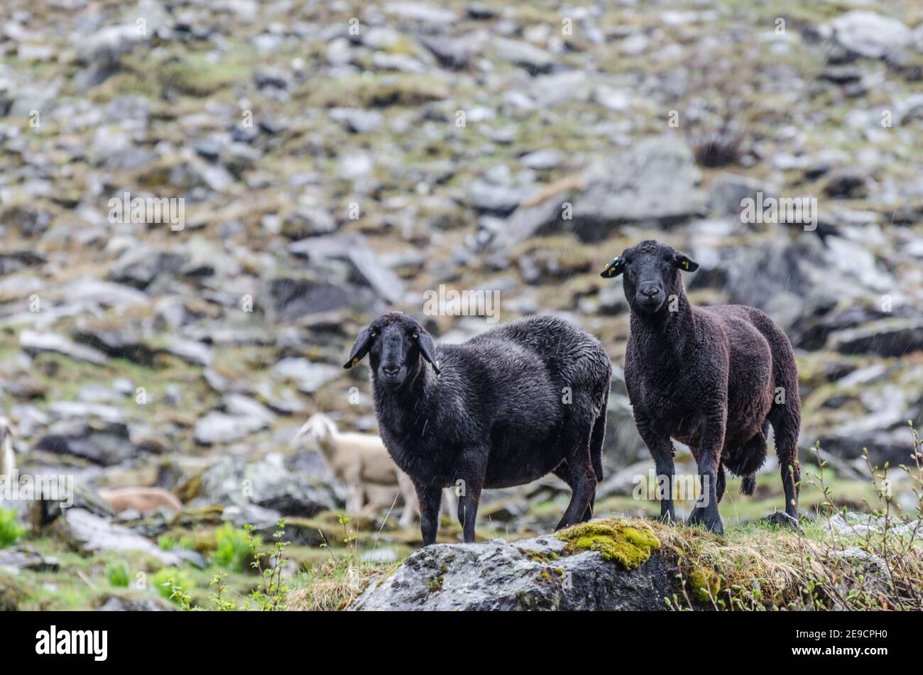 two black sheep at rain in the mountains Stock Photo