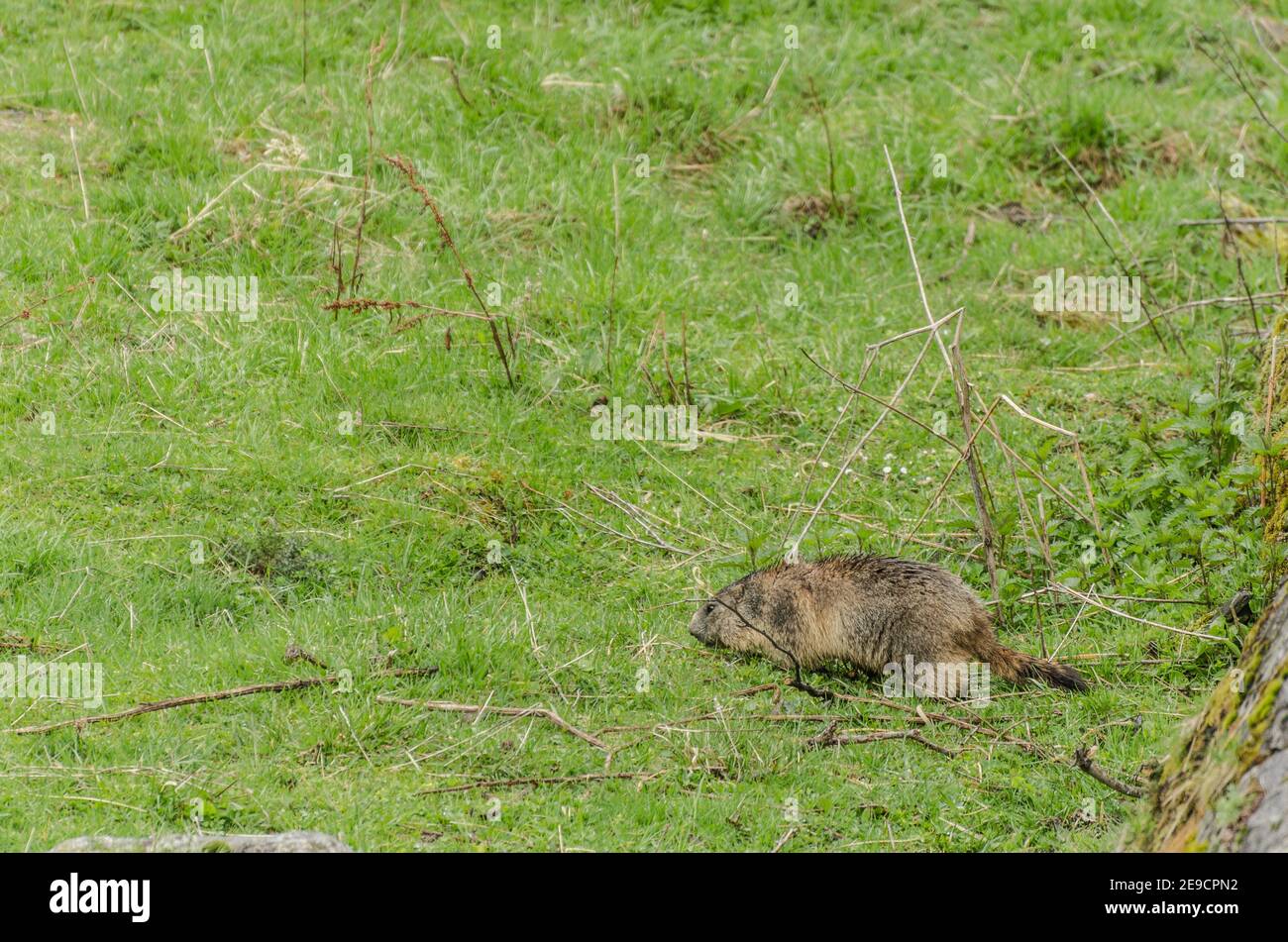 Marmot tail hi-res stock photography and images - Alamy