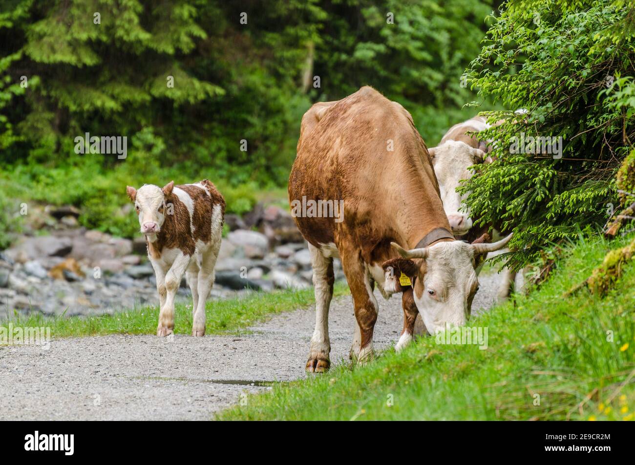 cows walking on the road in the mountains Stock Photo