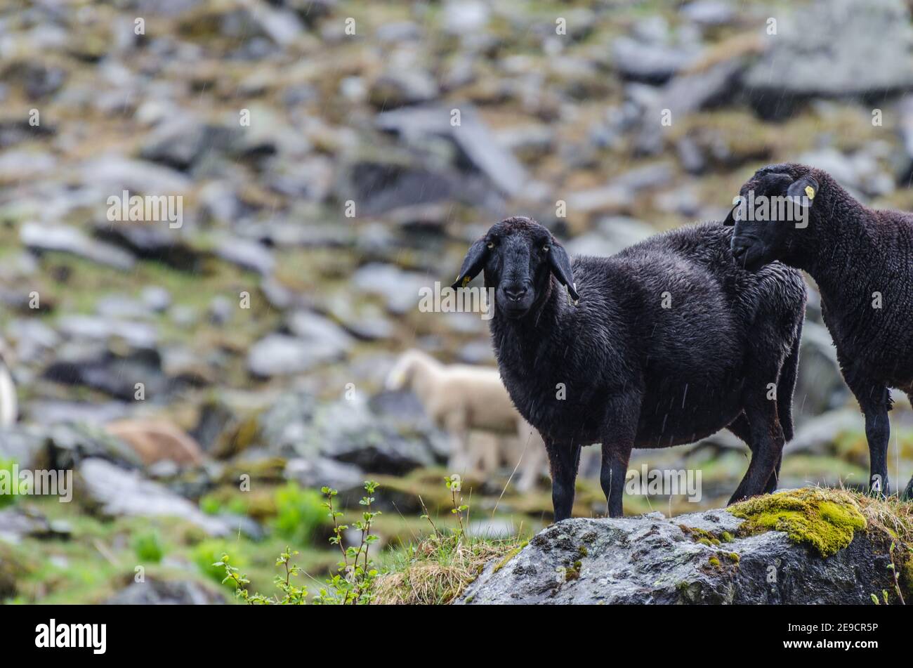 black sheep standing at rain at the rock Stock Photo