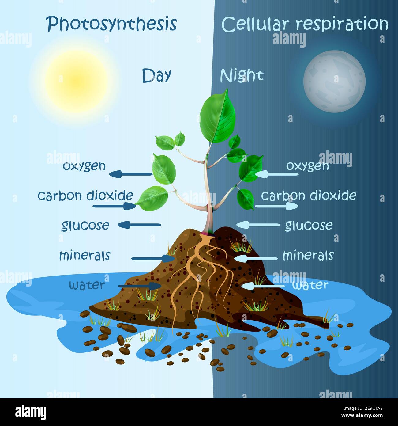 Diagram of plant photosynthesis. Photosynthesis explanation science