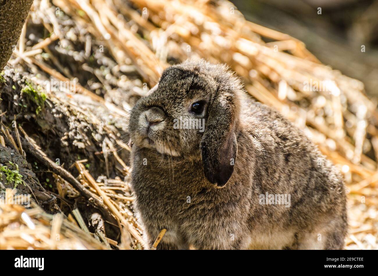 little dear hare stands and looks Stock Photo