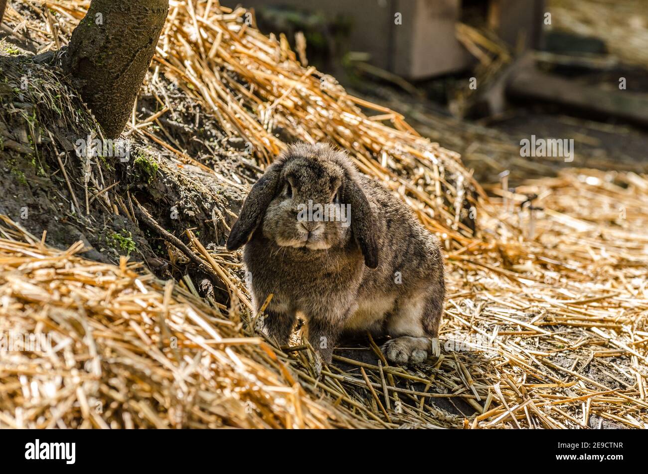 little dear bunny in the zoo Stock Photo