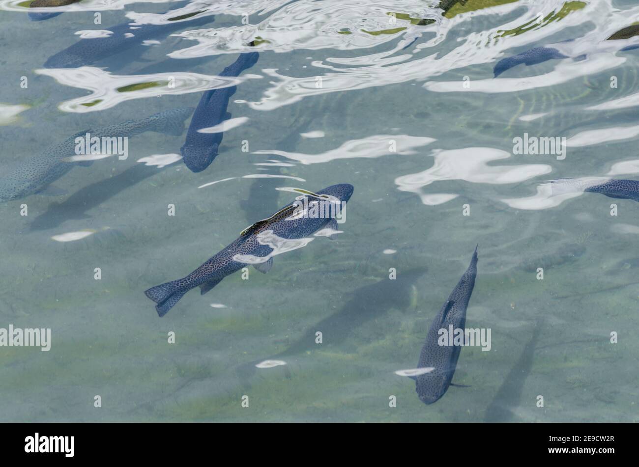 Many fish hi-res stock photography and images - Alamy