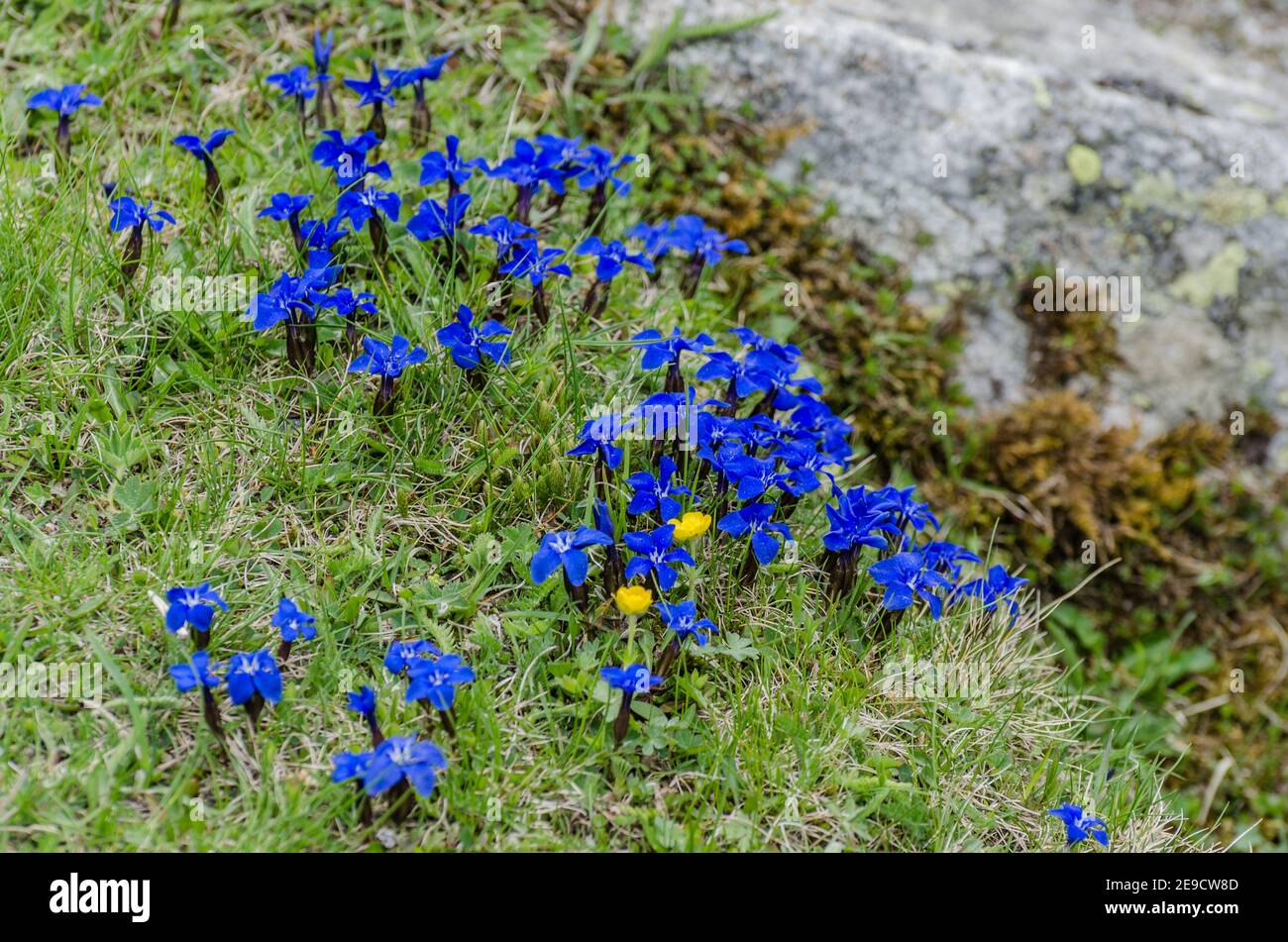 Blue flowers background many hi-res stock photography and images - Alamy