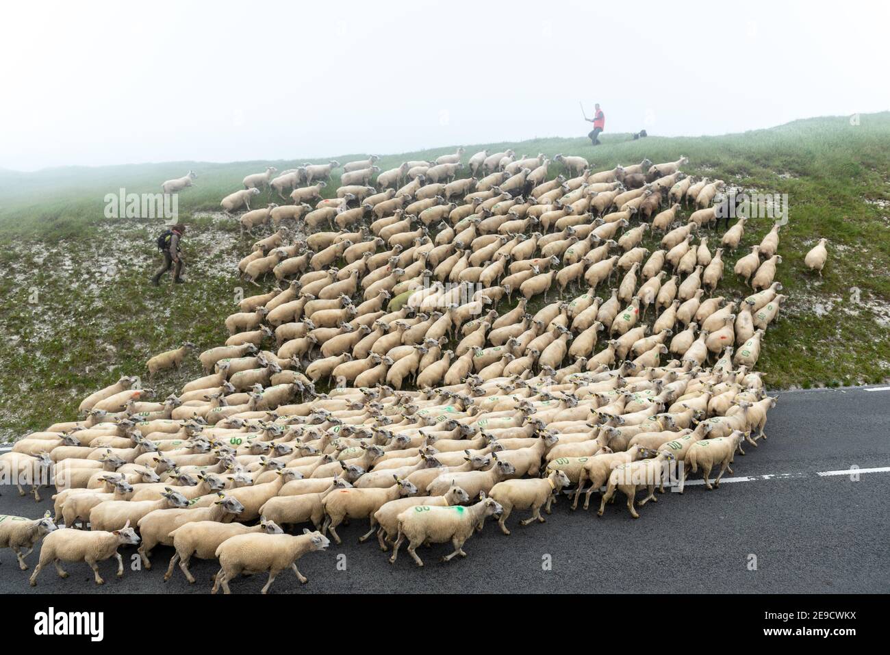 Transhumance des moutons Boulonnais sur le Cap Blanc-Nez, France, Pas de Calais Stock Photo