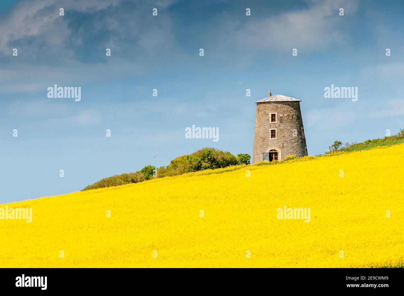 Ancien moulin dans un champ de colza, France, Côte d'opale, Escalles Stock Photo