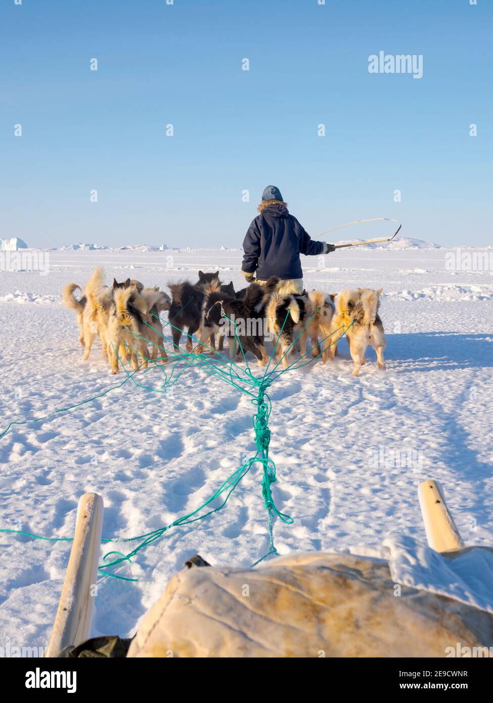 Sled dogs are guided through difficult terrain. Inuit hunter wearing