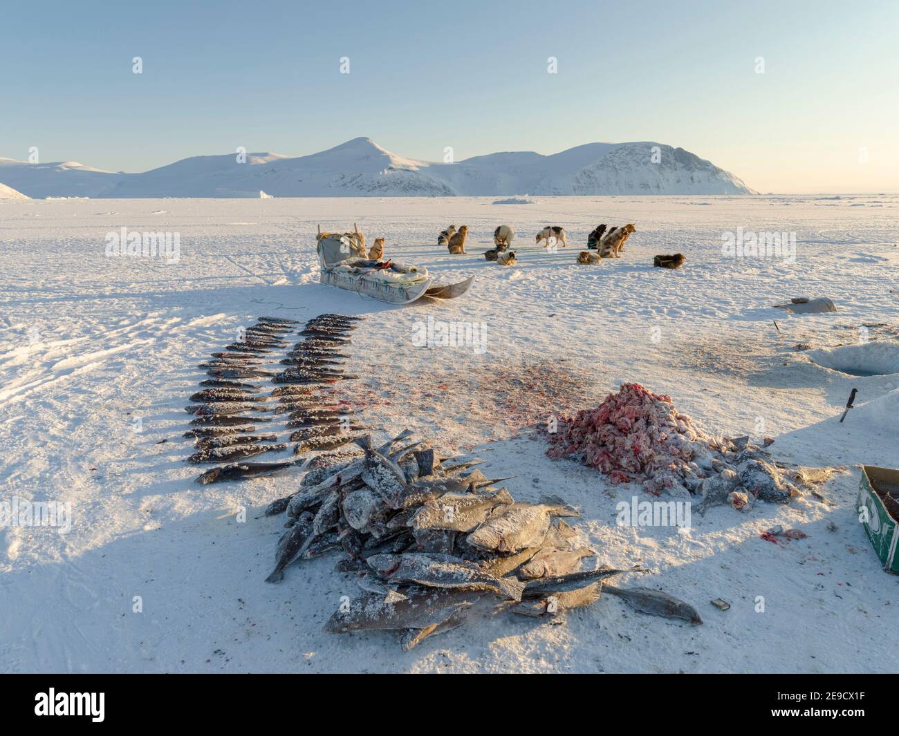 Fisherman with caught halibut on the sea ice of the frozen Melville Bay, part of  Baffin Bay, near Kullorsuaq. America, North America, Greenland, Dani Stock Photo