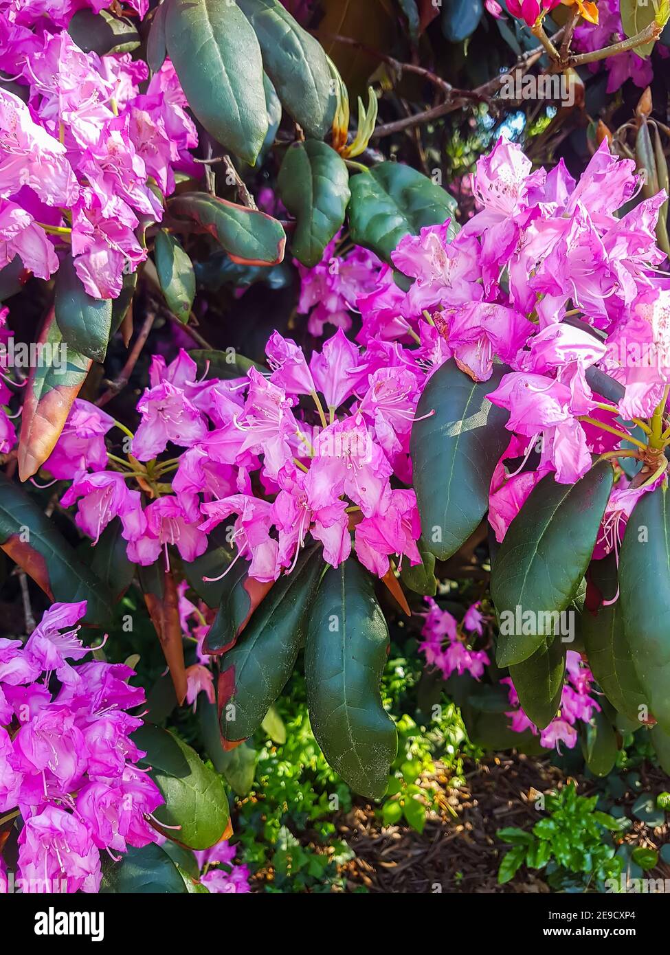 Beautiful Rhododendron plant with fragrant flowers in spring park. Stock Photo