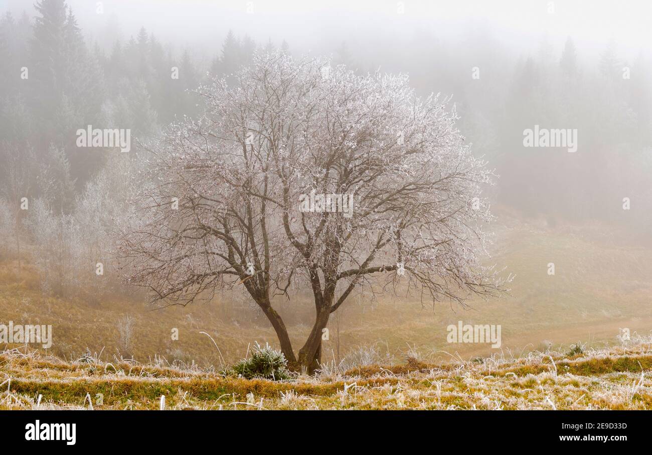 Frosted tree in the Bavarian alps near Unterammergau in the Werdenfelser Land (Werdenfels county).  Europe, Germany, Bavaria Stock Photo