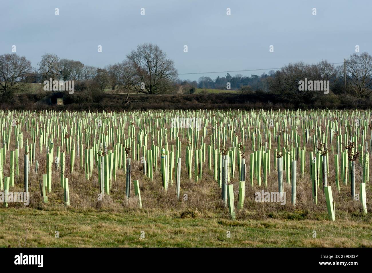 Avon Wood tree planting, Leek Wootton, Warwickshire, UK Stock Photo