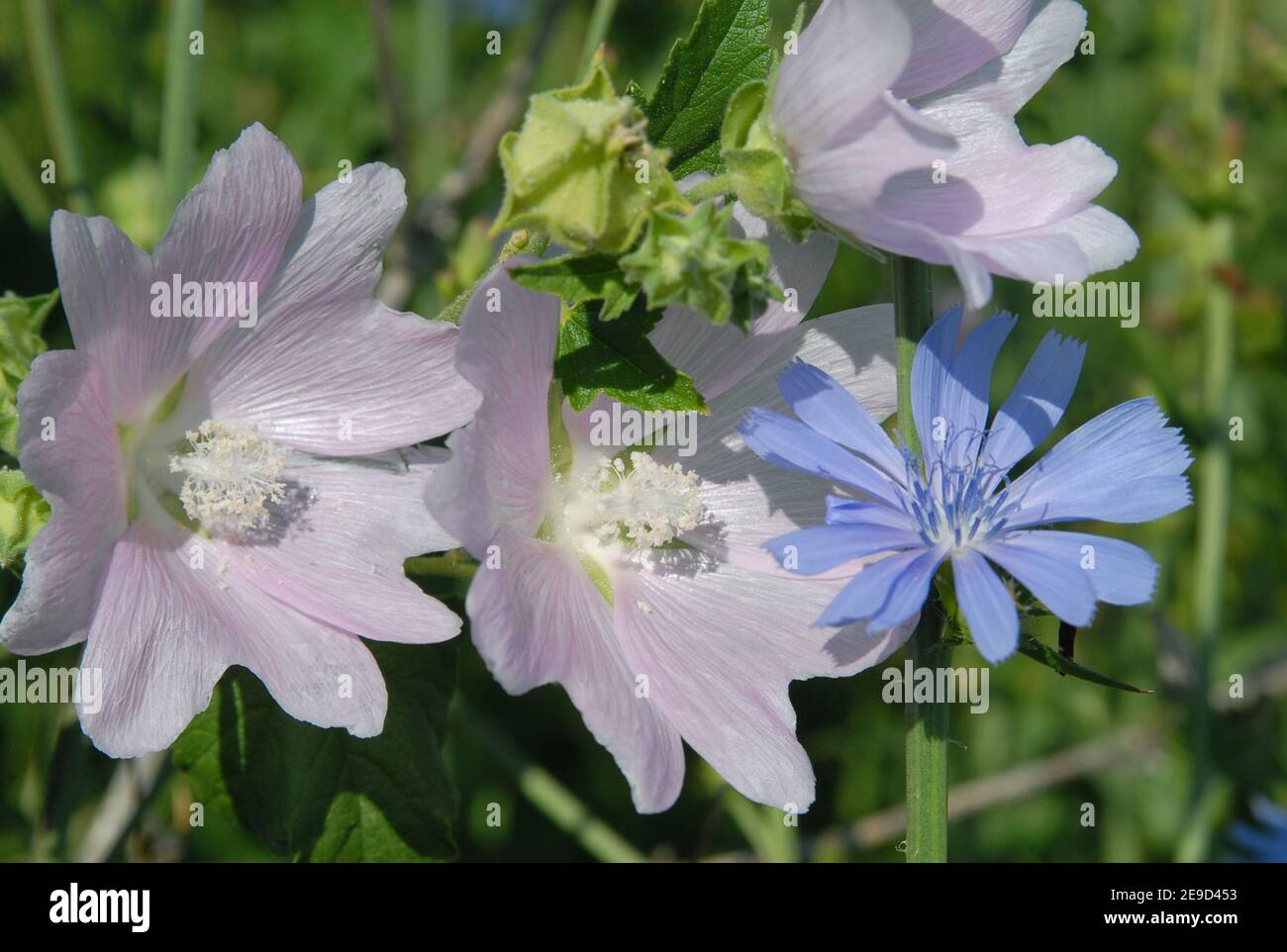Wild pink chicory flower hi-res stock photography and images - Alamy