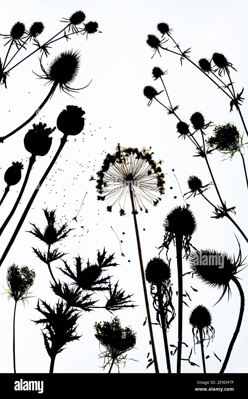 Dried flower seed pods pattern. Silhouette Stock Photo