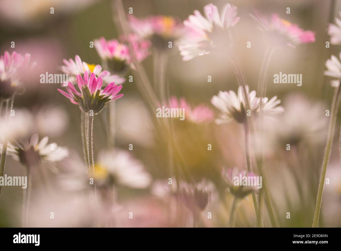 A field of wild white and yellow Southern Daisy (Bellis sylvestris) flowers in spring Stock Photo