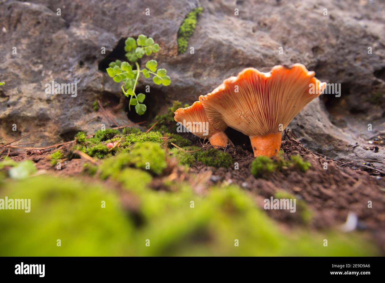 Lactarius deliciosus, commonly known as the saffron milk cap and red pine mushroom, is one of the best known members of the large milk-cap genus Lacta Stock Photo