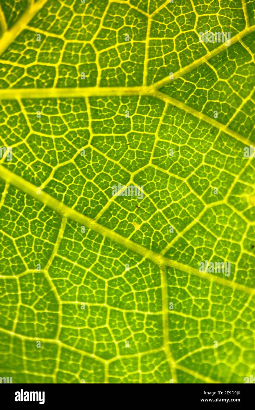 Macro closeup of a fresh plant leaf background Stock Photo - Alamy