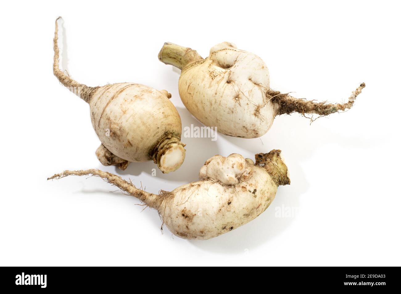 Group of Organic white turnip isolated on white background. Brassica rapa Stock Photo