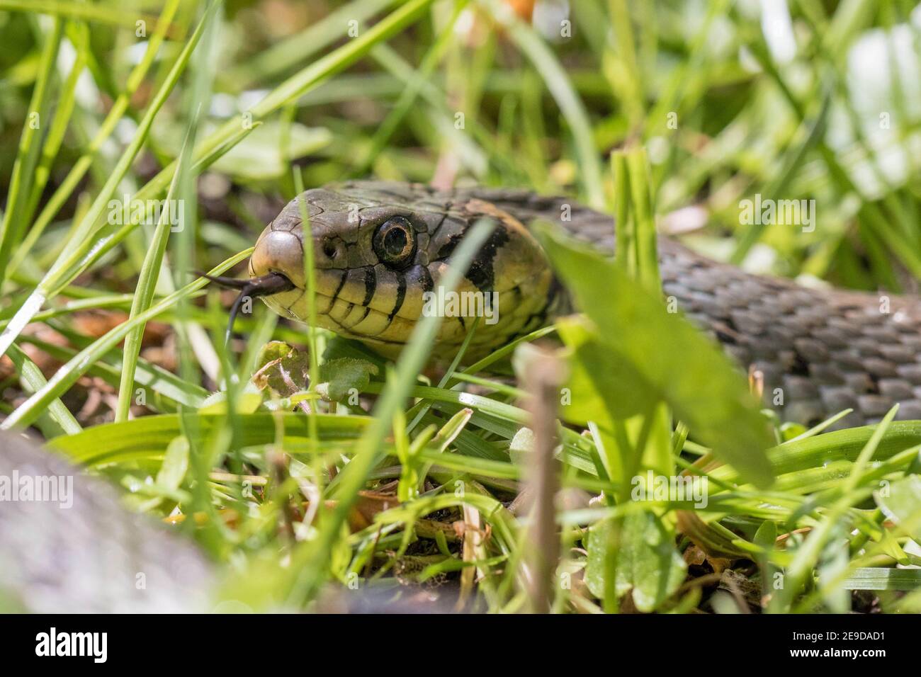 grass snake (Natrix natrix), darting its tongue in and out, portrait, Germany, Bavaria Stock Photo