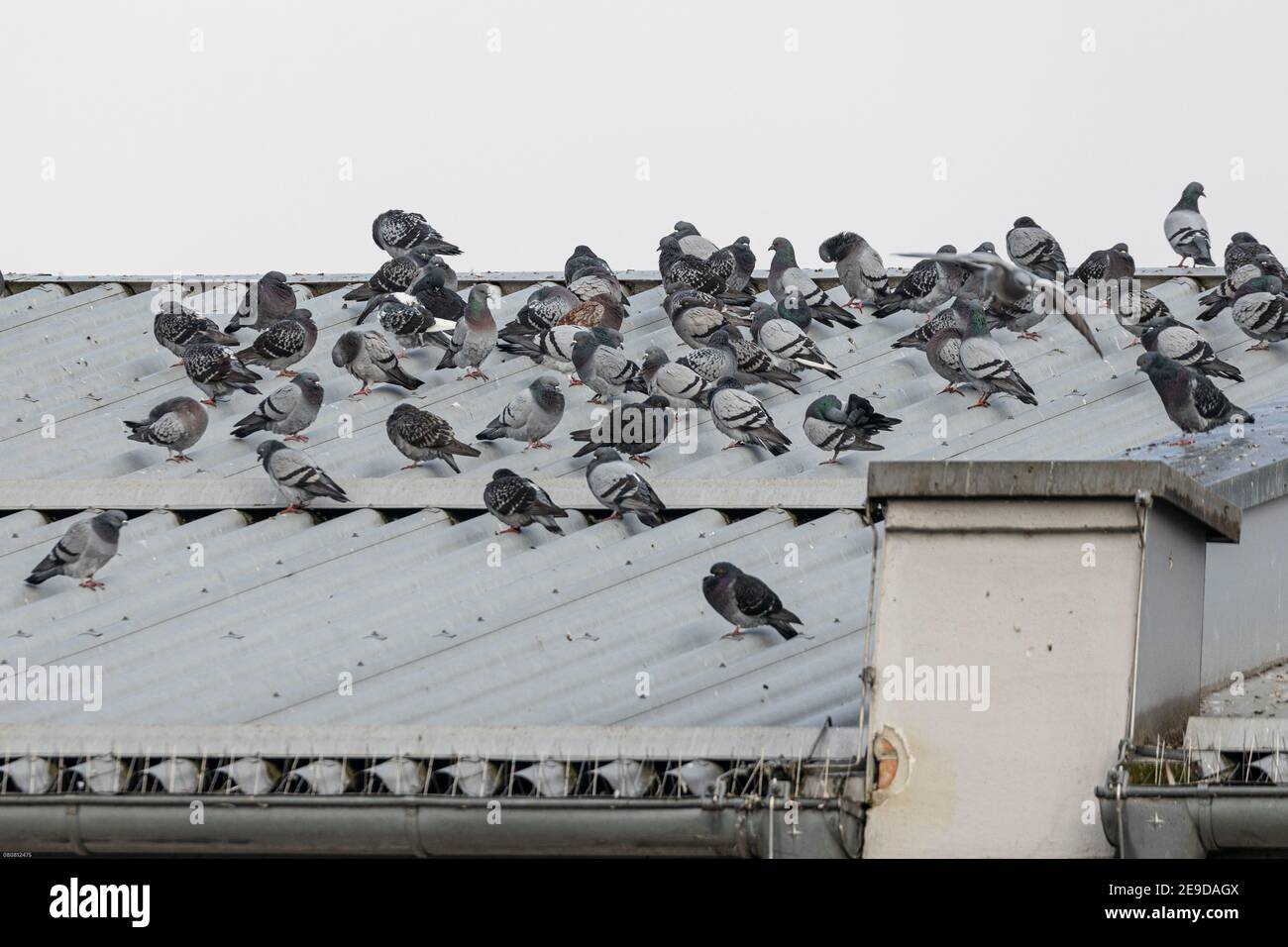 domestic pigeon, feral pigeon (Columba livia f. domestica), flock of pigeons on a roof of an old building, Germany, Bavaria Stock Photo