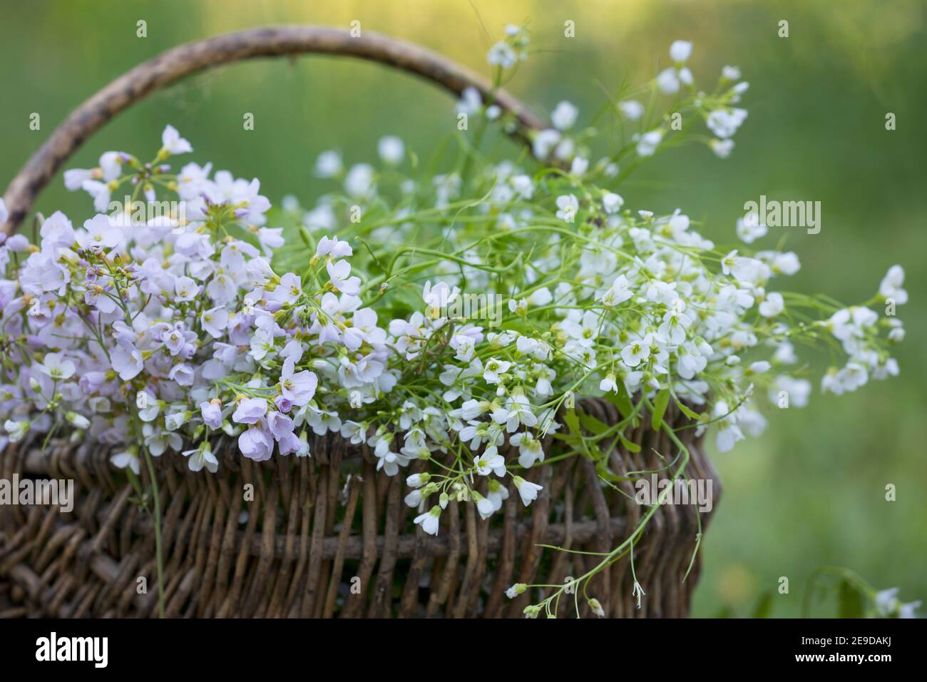 large bitter-cress, large Bittercress (Cardamine amara), collecting of Cuckoo Flower (left) and large bitter-cress (right), Germany Stock Photo
