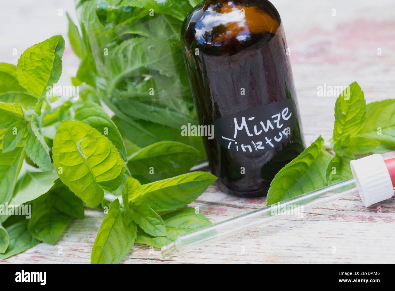 Wild water mint, Water mint, Horse mint (Mentha aquatica), selfmade water mint tincture, Germany Stock Photo