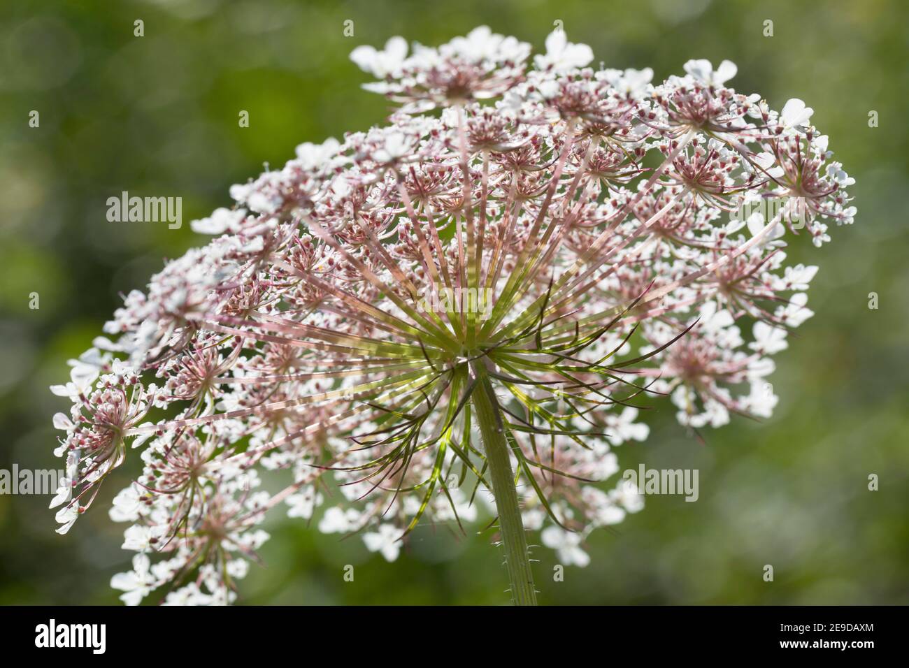 Queen Anne's lace, wild carrot (Daucus carota), umbel, Germany Stock Photo