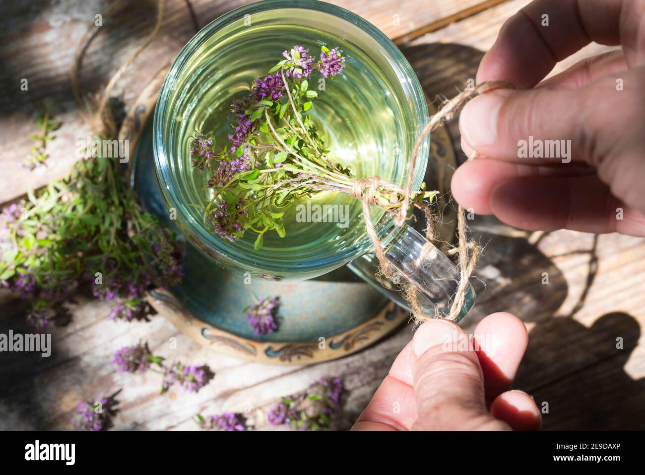 BroadLeaved Thyme, Dot Wells Creeping Thyme, Large Thyme, Lemon Thyme