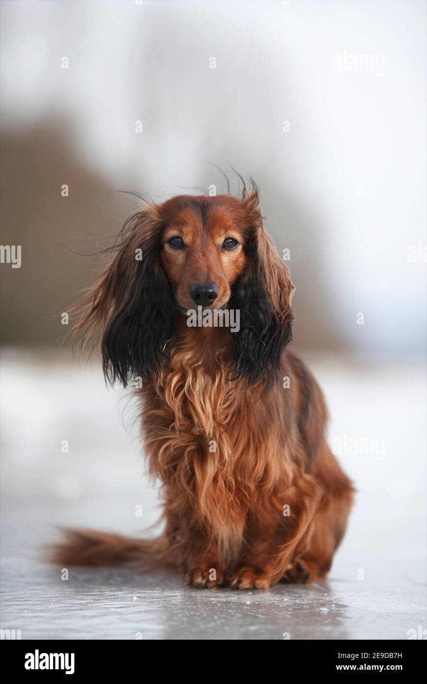 Dwarf weiner cheap dog