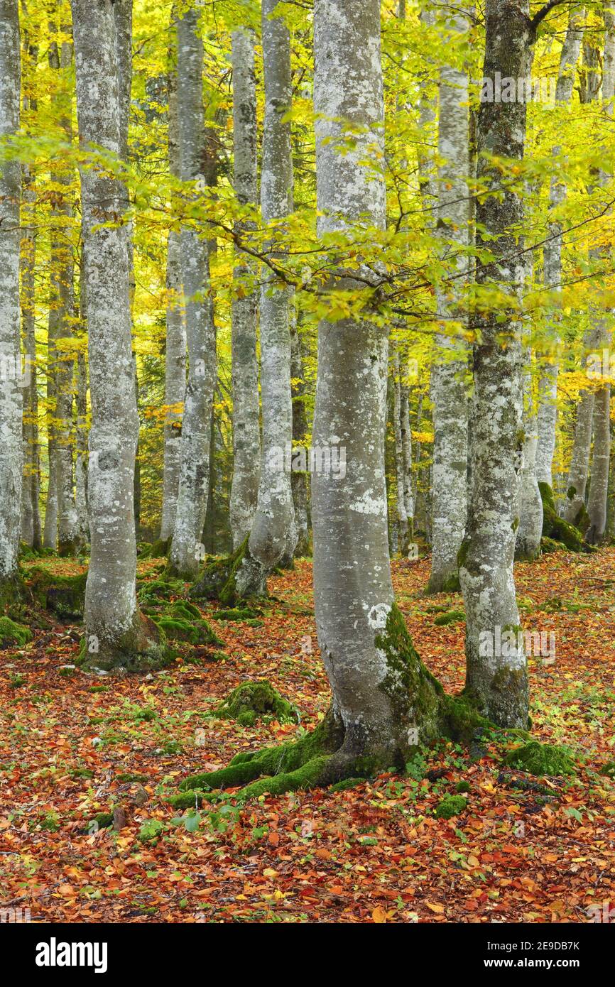 common beech (Fagus sylvatica), beech forest in autumn, Switzerland, Neuenburg, Creux du Van Stock Photo