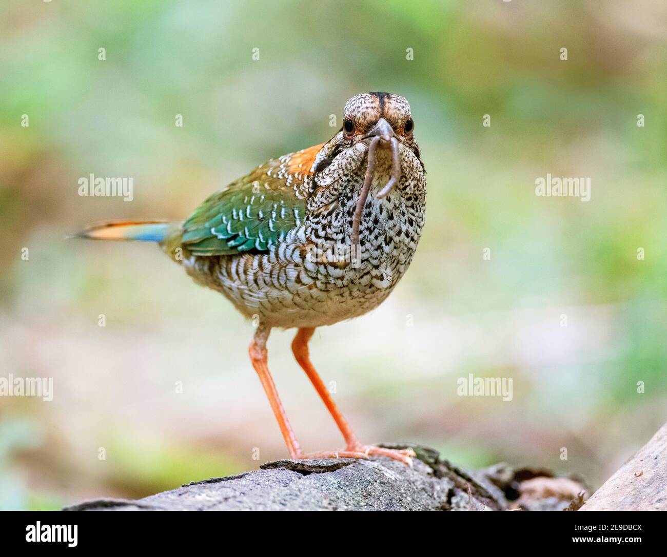 scaly ground roller (Brachypteracias squamigera, Geobiastes squamiger), with an earth worm in the beak, Madagascar, Perinet National Park Stock Photo