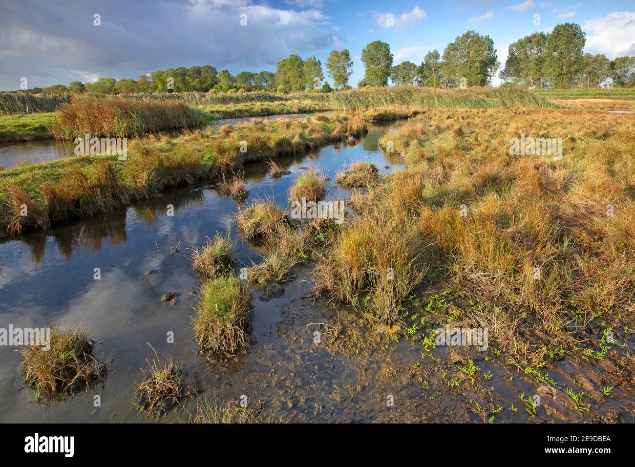 salt marshes in Dudzeelse Polder at Zeebrugge, Belgium, West Flanders, Dudzele, Zeebrugge Stock Photo