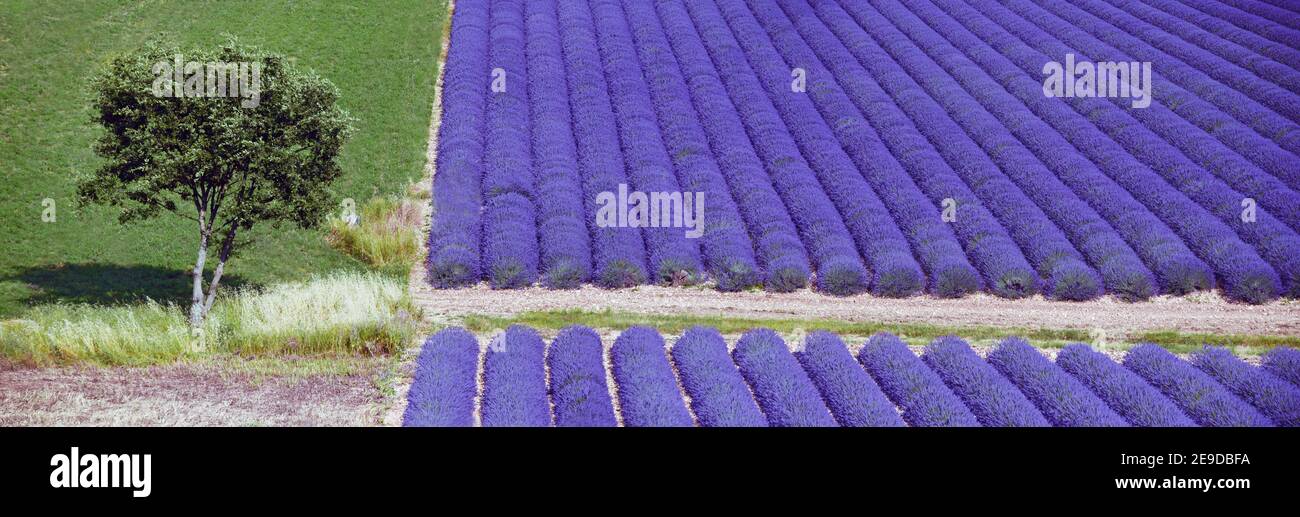 English lavender (Lavandula angustifolia, Lavandula officinalis), lavender field on the plateau de Valensole, France, Alpes de Haute Provence, Riez Stock Photo