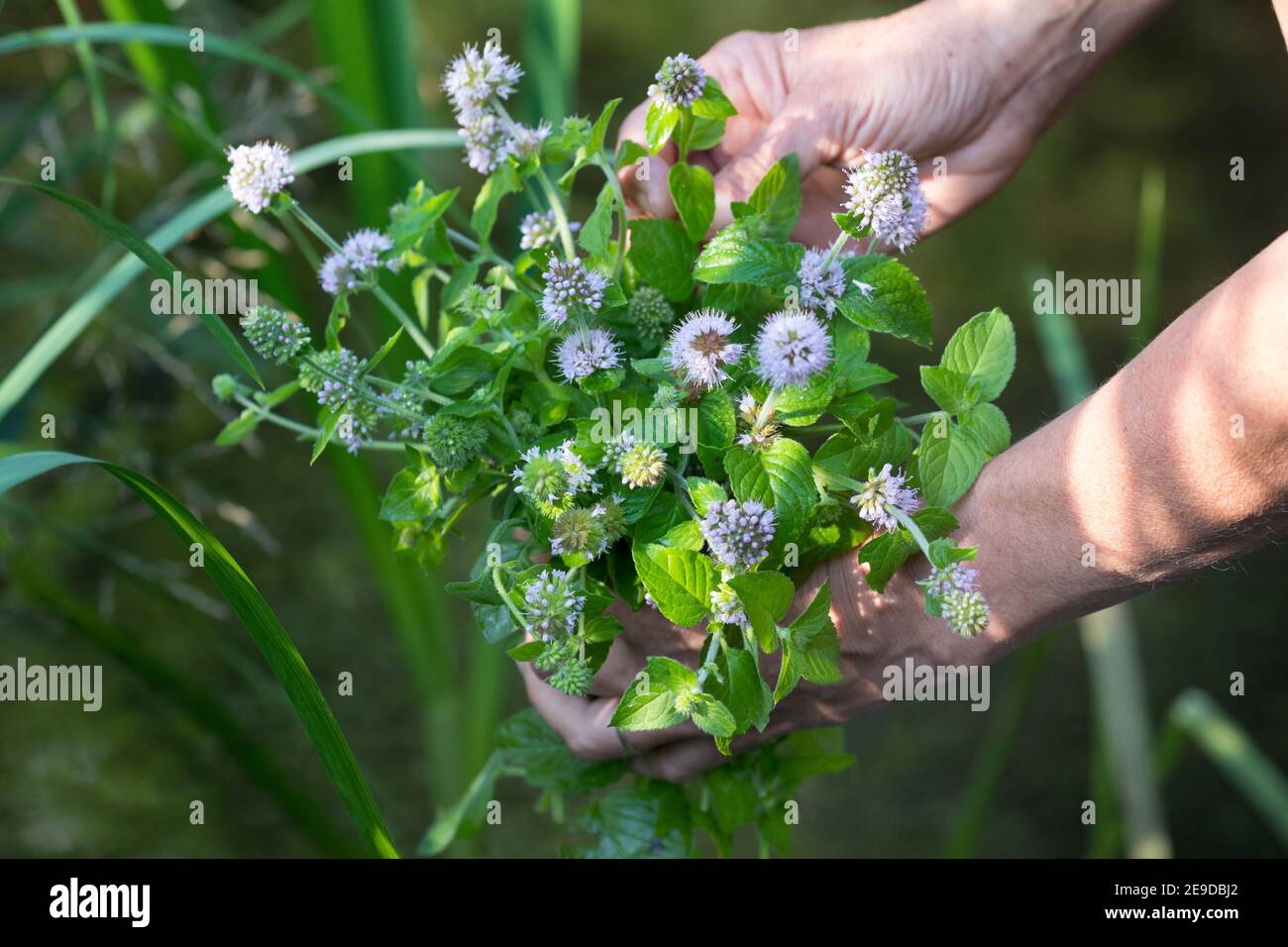 Wild water mint, Water mint, Horse mint (Mentha aquatica), flowering water mint is picked, Germany Stock Photo
