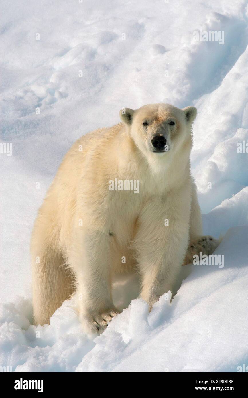 polar bear (Ursus maritimus), sitting in the snow, looking straight at you, Norway, Svalbard Stock Photo