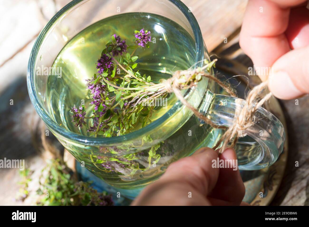 BroadLeaved Thyme, Dot Wells Creeping Thyme, Large Thyme, Lemon Thyme