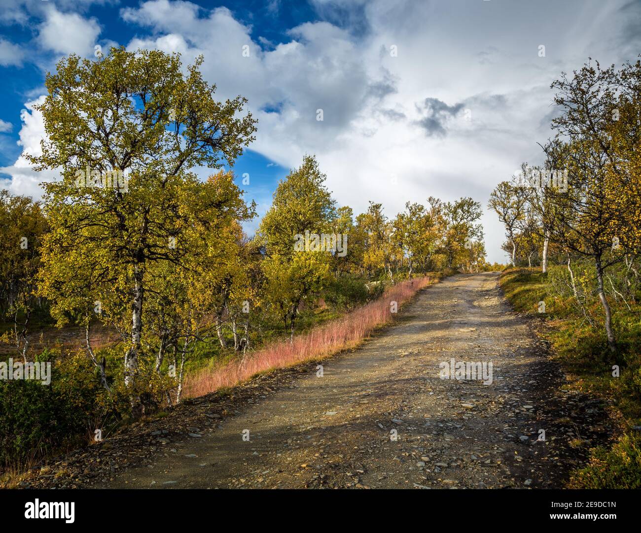 Autumn in norwegian mountains. Beautiful woodland area near Gruvefeltet mining grounds. Path through autumnal birch forest. Norway. Stock Photo