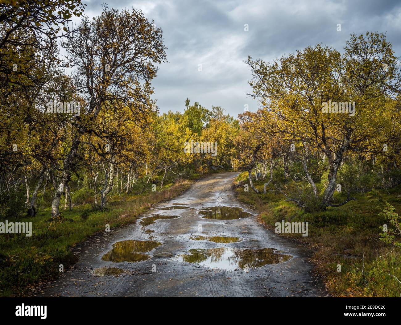 Autumn in norwegian mountains. Beautiful woodland area near Gruvefeltet mining grounds. Path through autumnal birch forest. Norway. Stock Photo