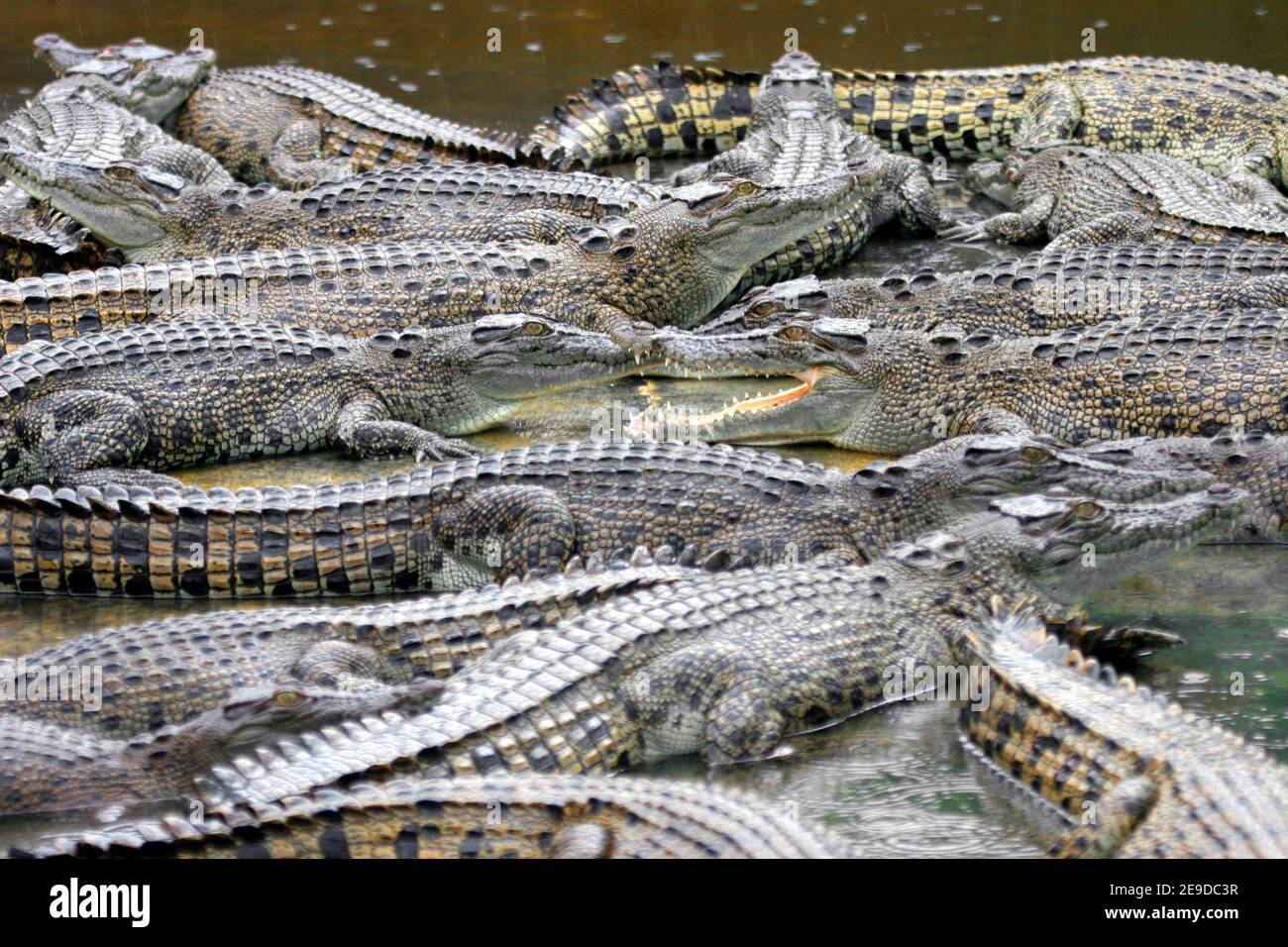 saltwater crocodile, estuarine crocodile (Crocodylus porosus), saltwater crocodiles in a water basin of a breeding station, Australia, Queensland Stock Photo
