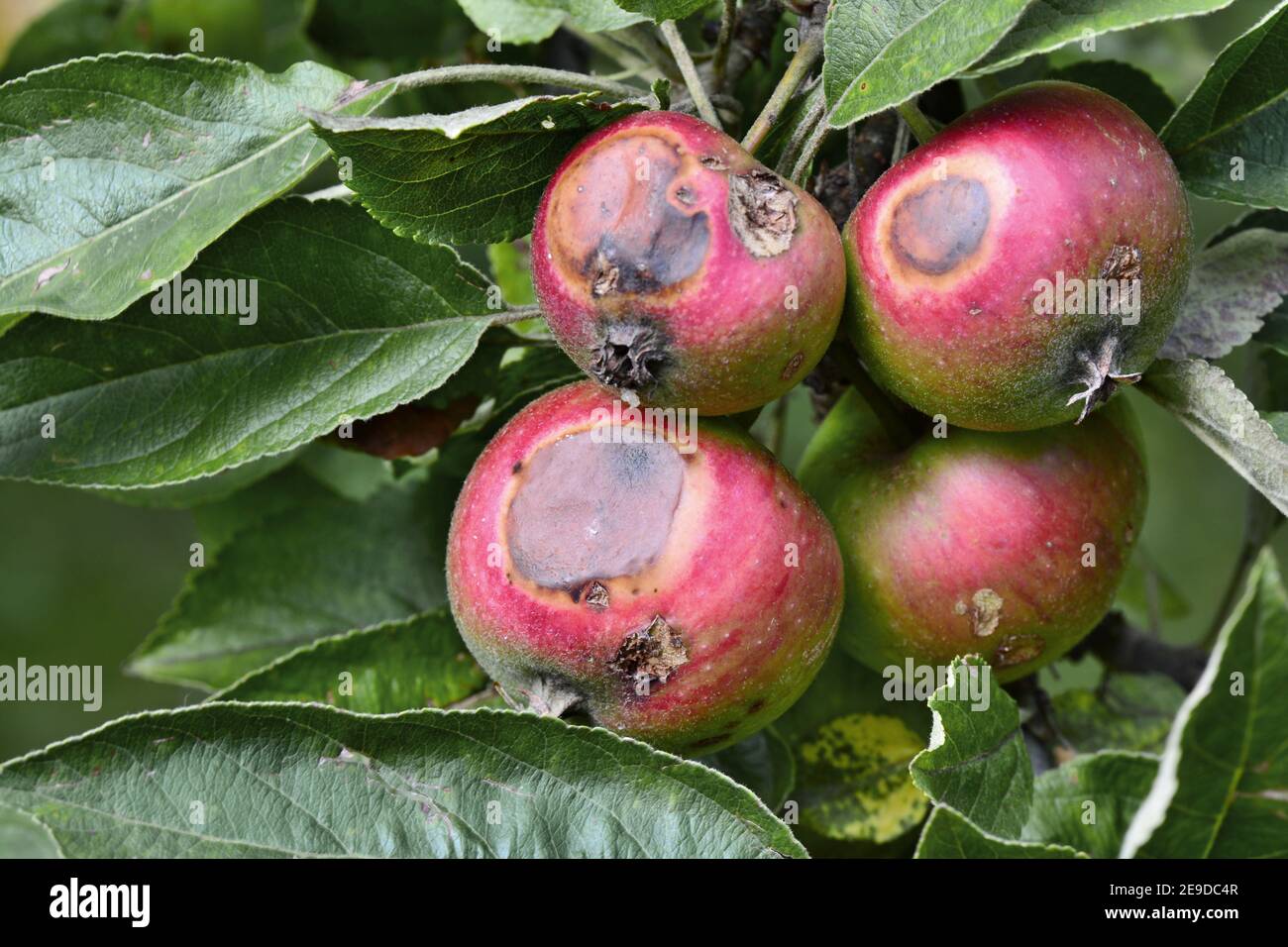 apple tree (Malus domestica), apples with damage bei Monilia, Germany Stock Photo