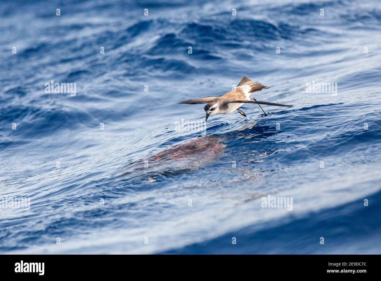 white-faced storm petrel, white-faced petrel (Pelagodroma marina), foraging in flight near over the water surface, side view, Madeira Stock Photo