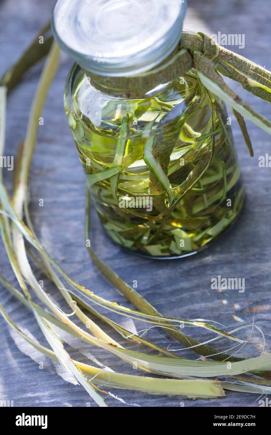 willow, osier (Salix spec.), selfmade tincture of willow bark, Germany Stock Photo