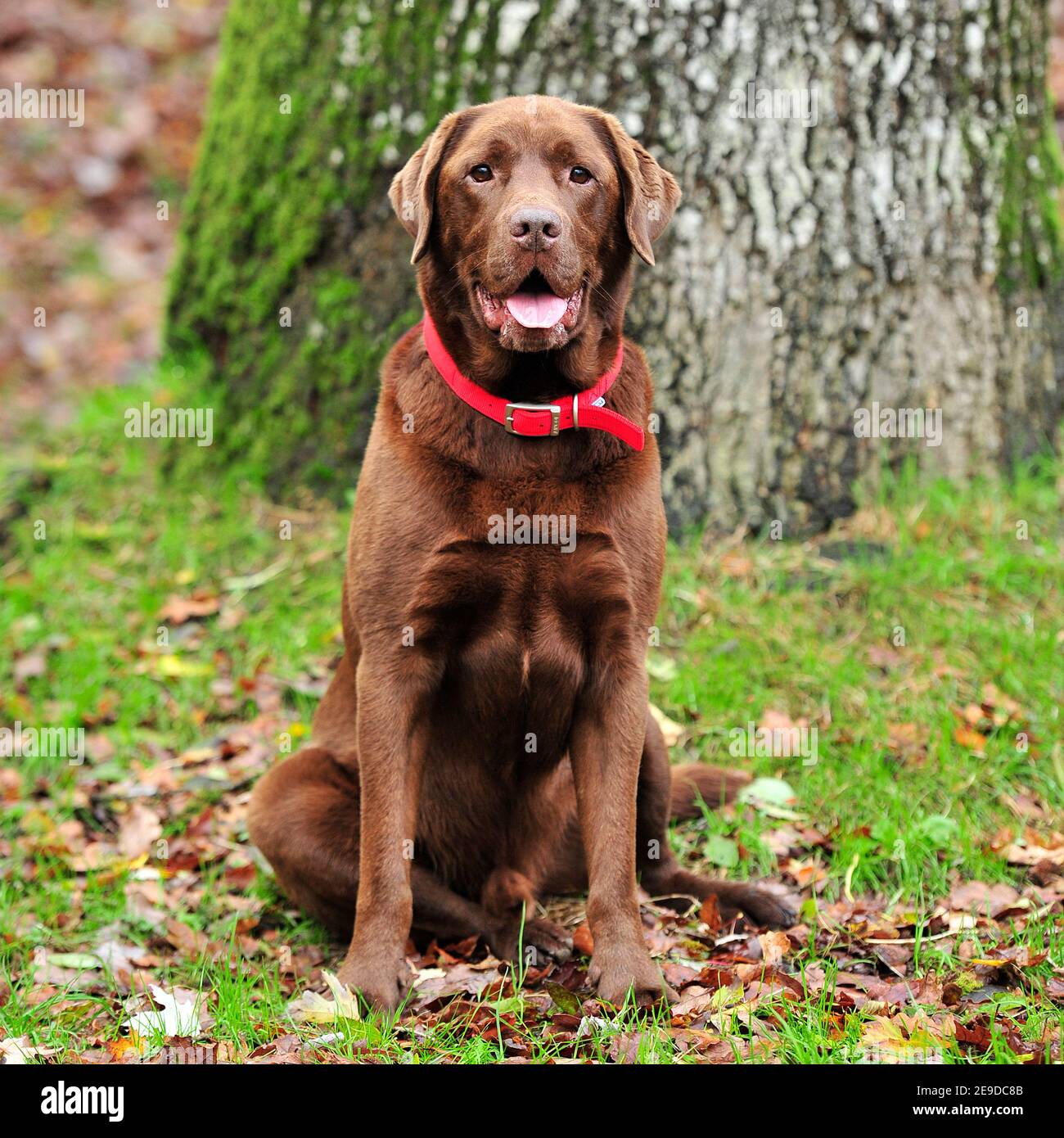 Chocolate labrador hi res stock photography and images Alamy