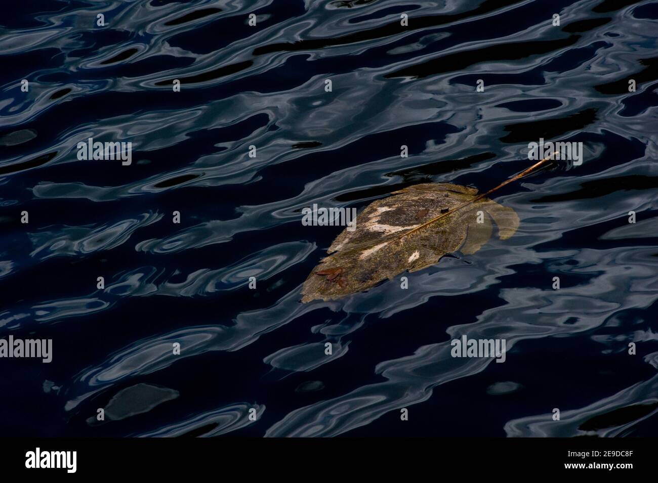 leaf floating on water Stock Photo