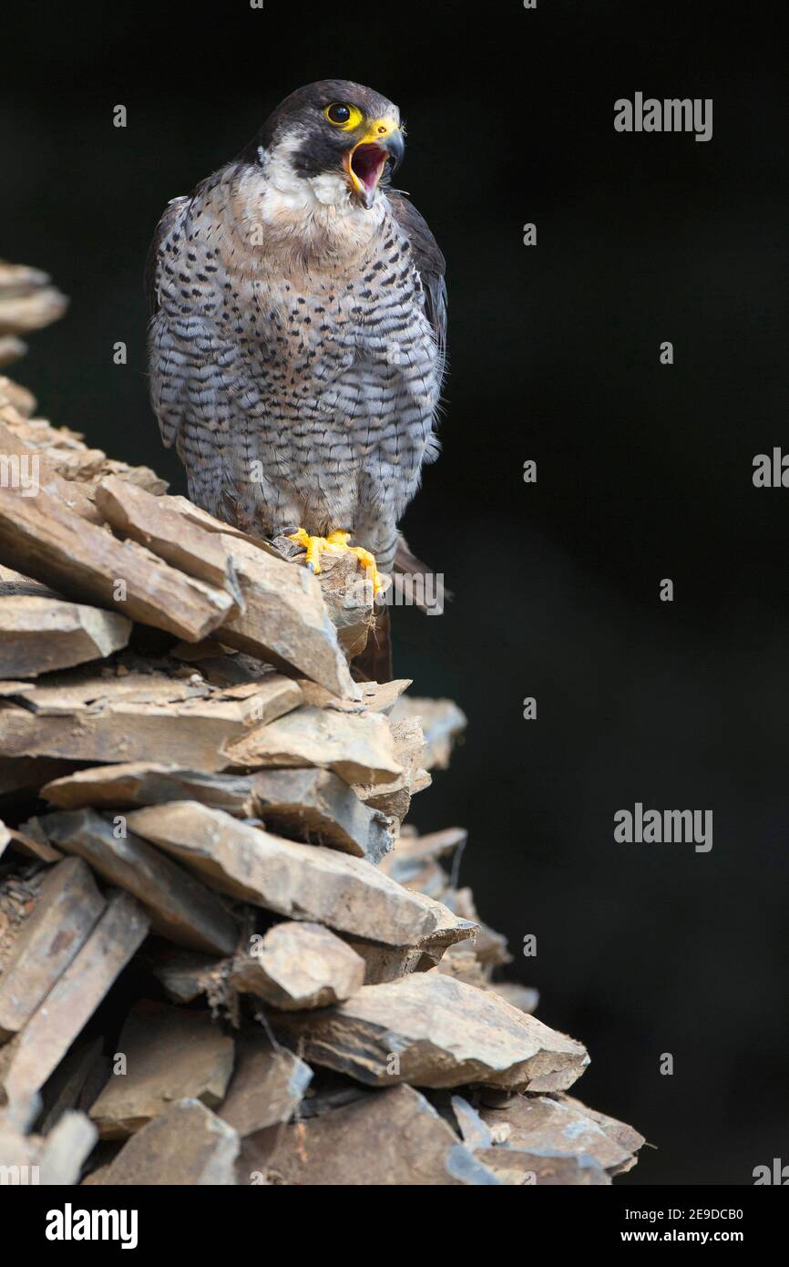 Peregrine Falcon  National Wildlife Federation