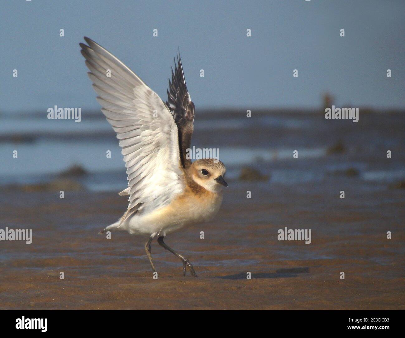 Lesser sand plover (Charadrius atrifrons schaeferi, Charadrius schaeferi), young bird walking with outstretched wings on the beach, side view, China, Stock Photo