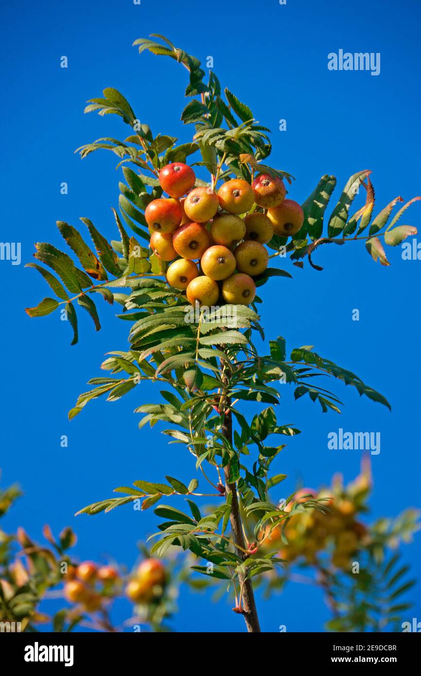 service-tree (Sorbus domestica), fruiting, Germany Stock Photo