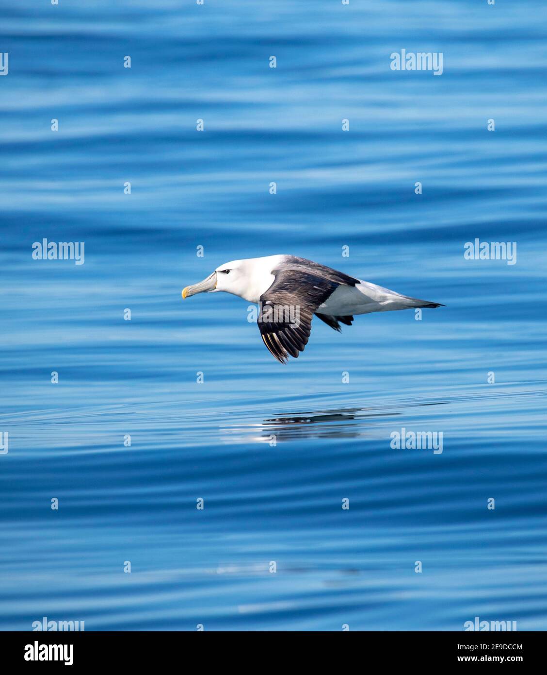 White-capped Albatross (Thalassarche steadi, Thalassarche cauta steadi), Adult gliding low over the pacific ocean, New Zealand, Southern Island, Stock Photo