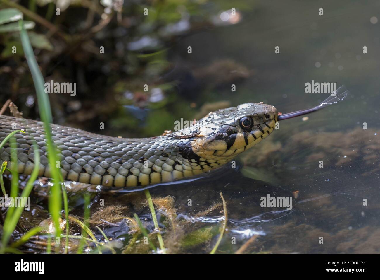 grass snake (Natrix natrix), slithers into the water darting its tongue in and out, portrait, Germany, Bavaria Stock Photo
