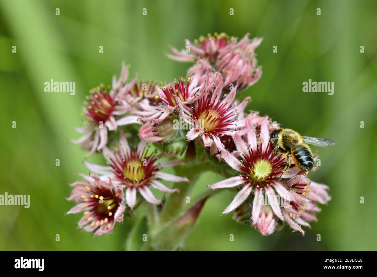 hen-and-chickens, house-leek, houseleek, common houseleek (Sempervivum tectorum), flowers with honey bee, Germany Stock Photo